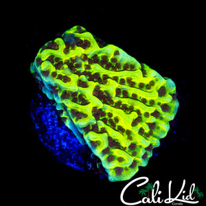 BLINDING YELLOW MONTI FRAG