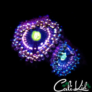 INSTERSTELLAR ZOA DOUBLE