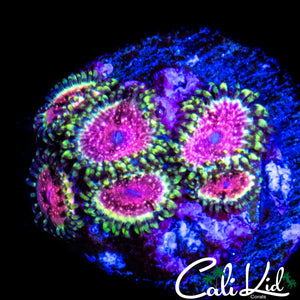 STRAWBERRY WINE MINI COLONY