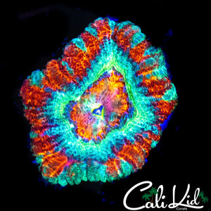 FAT HEAD ASIAN ACAN