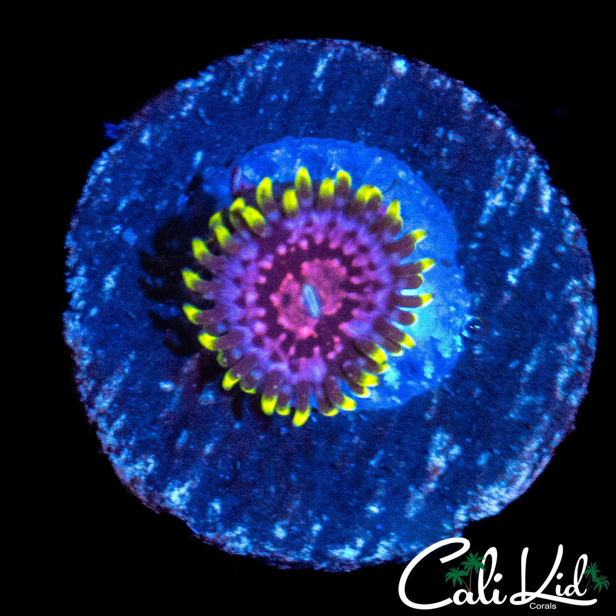CK BLIMPEE ZOA