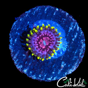 CK BLIMPEE ZOA