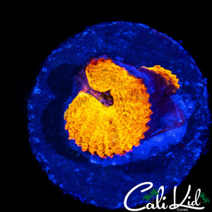 CK BANANA BOAT ACAN DOUBLE