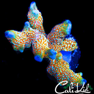 BUBBLE GUM DIGI CHUNK