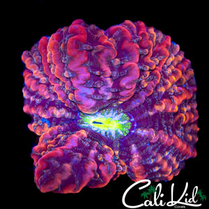 INSANE GREEN MOUTH INDOPHYLLIA