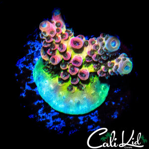 MYSTERY RAINBOW ACRO