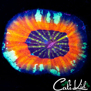 ZOMBIE EYE SCOLY