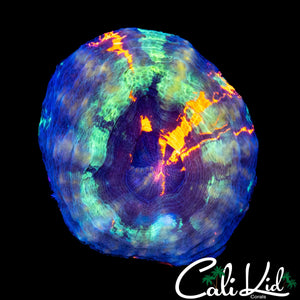 FOUR COLOR BABY SCOLY