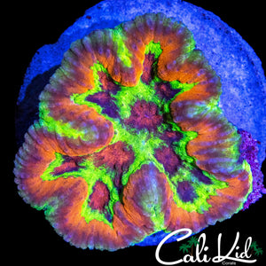 INSANE RAINBOW MINI SYMPHYLLIA