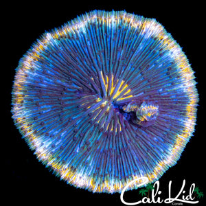 XL RAINBOW RIM PLATE CORAL