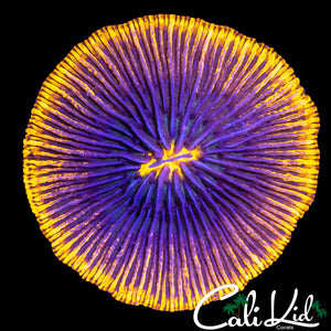 HYDRO BEAM FUNGIA