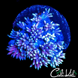 BI COLOR GONI