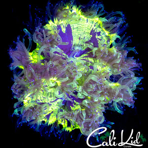 AMAZING SPLATTER ELEGANCE