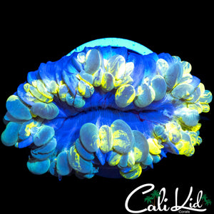 EXTREME SPLATTER BUBBLE CORAL