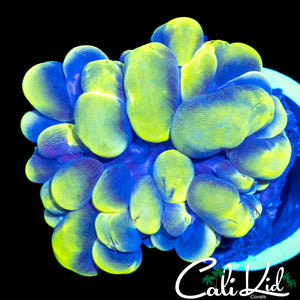 BI COLOR BUBBLE CORAL