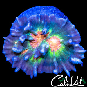 RAINBOW EYE PECTINIA COLONY