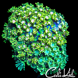 MULTI COLOR ALVEOPORA COLONY