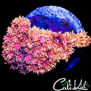 TEQUILA SUNRISE TYPE GONI COLONY