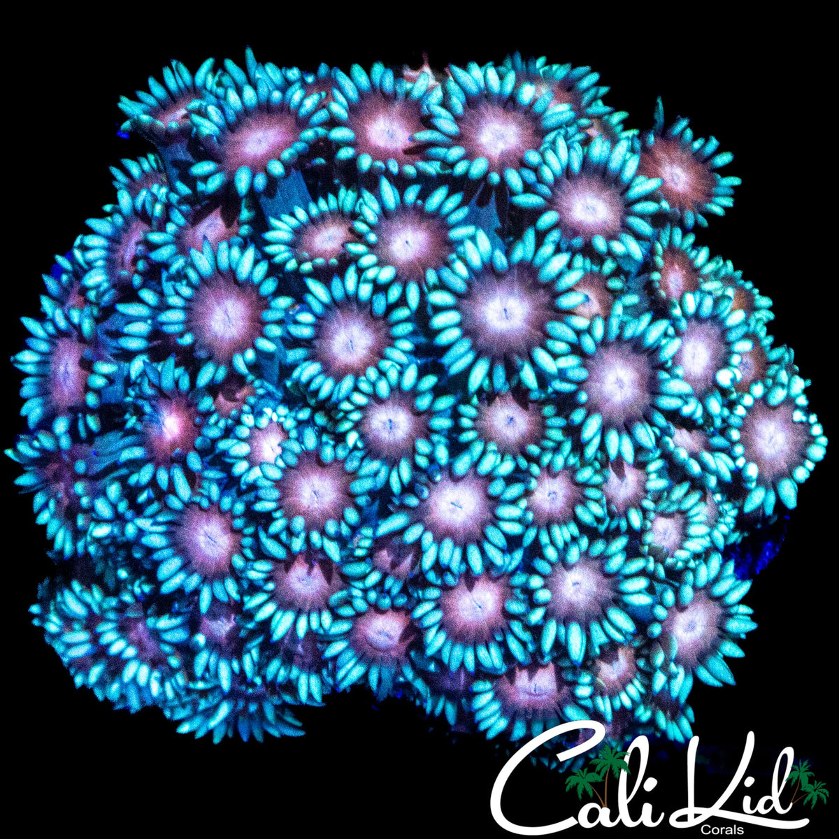 FIREWORK GONI MINI COLONY