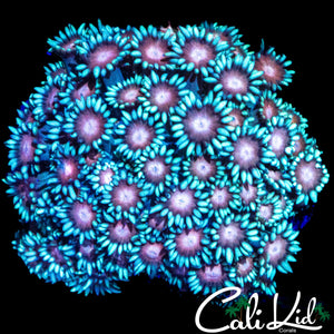 FIREWORK GONI MINI COLONY