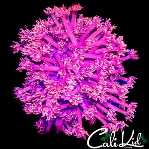 HYPER PINK GONI COLONY