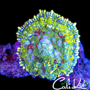ULTIMATE RAINBOW RHODACTIS