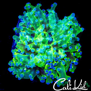 BI COLOR BRANCHING FROGSPAWN