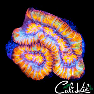 ULTRA RAINBOW WILSONI