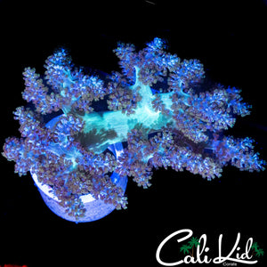 ULTRA BI COLOR LEATHER