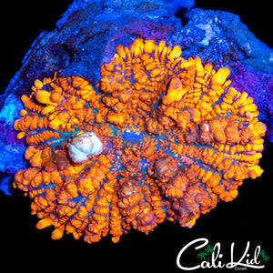 XXL RANCHY RED BOUNCE