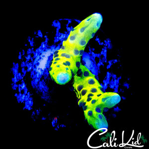 GOLDEN ROD GRAFTED ANACROPORA