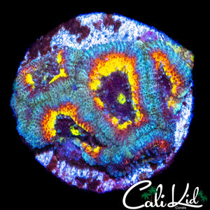 CK FRUIT LOOPS MICRO