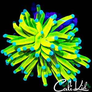 GRAFTED BANANA TORCH