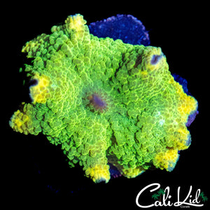 ST PATTY'S DAY MUSHROOM