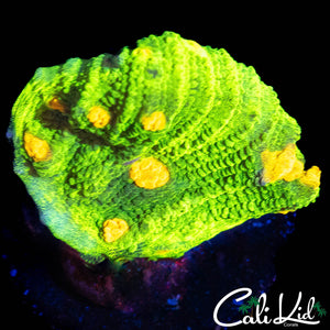 SPACE INVADER CHALICE