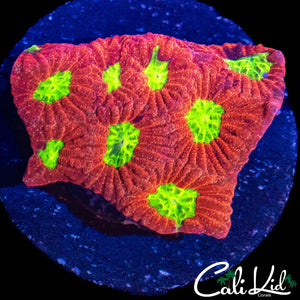 ULTRA BRIGHT FAVIA