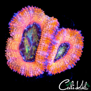 ULTRA RAINBOW ACAN DOUBLE