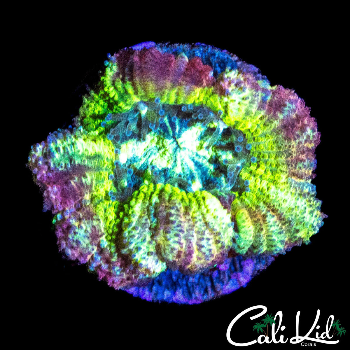 BIG HEAD RAINBOW ASIAN ACAN