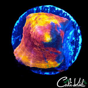 INDO RAINBO CHALICE FRAG
