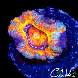 ULTIMATE RAINBOW ACAN