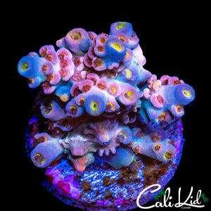 LARGE CK UTOPIA FRAG