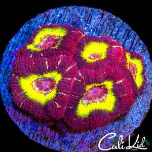 RARE ASIAN ACAN MINI COLONY