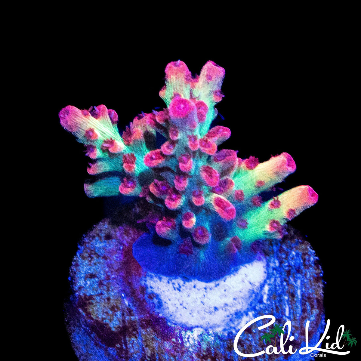 SHORTCAKE FRAG