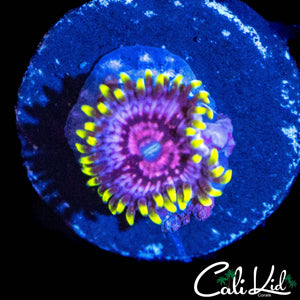 CK BLIMPEE ZOA