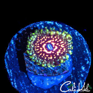 CK PINK MONSTER ZOA