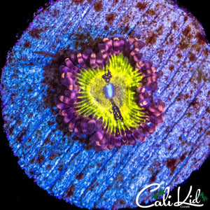 C2C ASTRO BLASTER ZOA