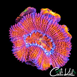 ULTRA RAINBOW ACAN W/ BABIES