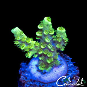 HIGHLIGHTER TENIUS
