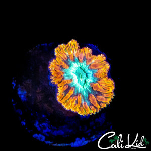 FLAME RIM BLASTO