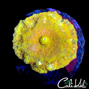 YELLOW JAWBREAKER TYPE SHROOM